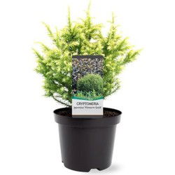 Cryptomeria jap. Vilmorin Gold 20-25 cm Conifeer
