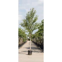 2 stuks! Chinese berk Betula alb. Fascination h 250 cm st. omtrek 8 cm boom