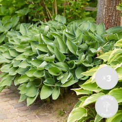 3x Hosta Sieboldiana &apos;Elegans&apos; - Hartlelie - Vaste Plant - Winterhard - ⌀9 cm - ↕10-15 cm