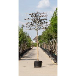 Rode beuk als leiboom Fagus syl. Atropunicea h 320 cm st. omtrek 12 cm st. h 200 cm - Warentuin Natuurlijk