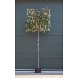 Olijfwilg als leiboom Elaeagnus ebbingei h 300 cm st. omtrek 8 cm st. h 180 cm