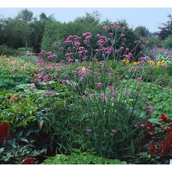 5 stuks - Verbena bonariensis - Samplant