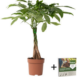 Geldboom - Pachira aquatica - Hoogte 60-70cm - ⌀17cm