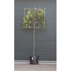 Photinia als leiboom Photinia fraseri Red Robin h 265 cm st. omtrek 6 cm st. h 150 cm