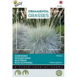 Ornamental Grasses, Festuca glauca 'Blaue Auslese'