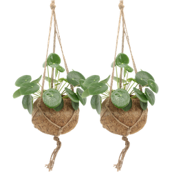 We Love Plants - Kokodama Pilea Peperomioides - 2 stuks - 20 cm hoog - Hangplant