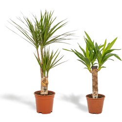 Hello Plants Dracaena Marginata & Yucca Palm - Ø 17 cm - Hoogte: 90/70 cm - Kamerpalmen