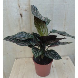 Calathea Orbifolia Pauwenplant groen blad roze strepen 30 cm