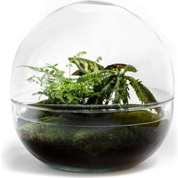 Growing Concepts Biodome terrarium - Biophytum plant 30cm / 30cm / Glas - 30cm