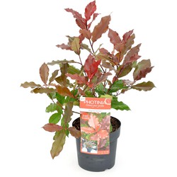 Hello Plants Photinia x Fraseri Magical Volcano Glansmispel - Struik, Sierheester - Ø 19 cm - Hoogte: 30 cm