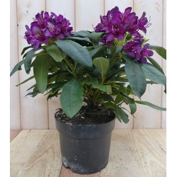 Rododendron 40 cm paars - Warentuin Natuurlijk