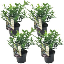 Sarcococa Confusa - Set van 4 - Vleesbes - Tuinplant - Pot 17cm - Hoogte 30-40cm