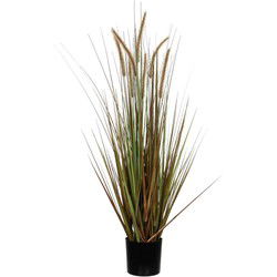 Plume grass dogtail green in pot - h150xd70cm