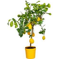 Floraya - Citroenboom | Citrus 'Lemon' - Buitenplant in kwekerspot ⌀21 cm - ↕70-80 cm