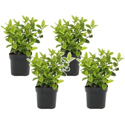 Viburnum Tinus - Set van 4 - Sneeuwbal - Pot 17cm - Hoogte 25-40cm