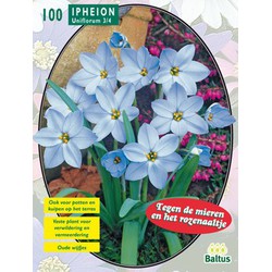 2 stuks - Ipheion per 100