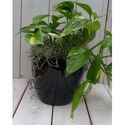 Epipremnum geelgroen zwarte/antraciete pot 25 cm