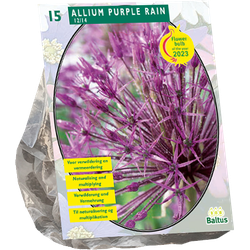 Allium Purple Rain per 15 bloembollen