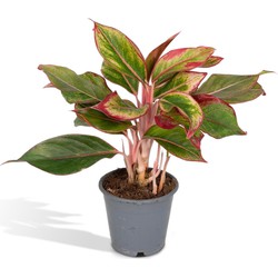 Hello Plants Aglaonema Crete Chinese Evergreen - Ø 12 cm - Hoogte: 30 cm