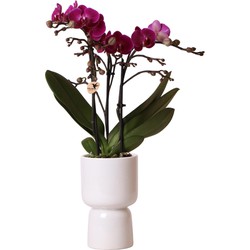 Kolibri Orchids | Paarse phalaenopsis orchidee - Morelia + Trophy sierpot grey - potmaat Ø9cm - 40cm hoog | bloeiende kamerplant - vers van de kweker