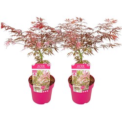 Acer palmatum 'Extravaganza' - Esdoorn - Set van 2 - Pot 19cm - Hoogte 50-60cm