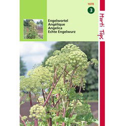 2 stuks - Engelwortel Angelica Arch.