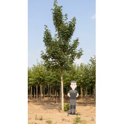 Gewone esdoorn Acer pseudoplatanus h 600 cm st. omtrek 22,5 cm - Warentuin Natuurlijk
