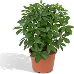 Hello Plants Schefflera Nora Vingerplant - Ø 21 cm - Hoogte: 50 cm