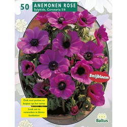 2 stuks - Anemone Sylphide per 50