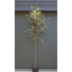 Steeneik Quercus ilex h 325 cm st. omtrek 11 cm st. h 180 cm