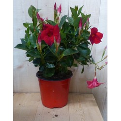 Dipladenia Mandevilla Sundaville rood h30 cm