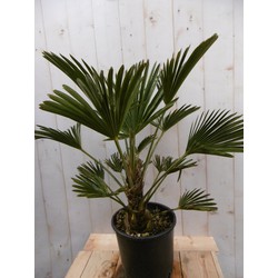 Winterharde Palmboom hoogte 70 cm - Warentuin Natuurlijk