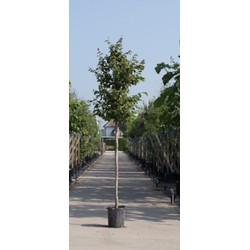 Vlamboom Parrotia persica h 350 cm st. omtrek 12 cm