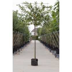 Laurierkers als leiboom Prunus laurocerasus Caucasica h 270 cm st. omtrek 10 cm st. h 150 cm