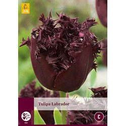 3 stuks Tulipa Labrador 4 bollen - JUB