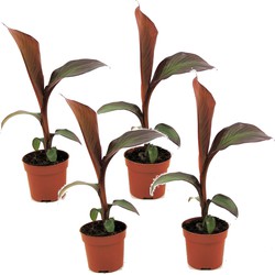 Musa ensete Maurelli - Set van 4 - Bananenplanten - Pot 9cm - Hoogte 20-30cm