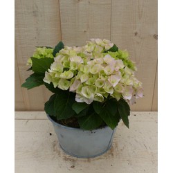 Zinken bakje hortensia dia. 20 cm