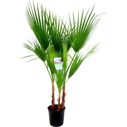 Washingtonia Robusta - Mexicaanse Palm - Pokon - Hoogte 70-90cm - Pot 21cm