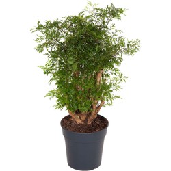 Polyscias Fruticosa - Aralia - Artistiek - Pot 21cm - Hoogte 70-80cm