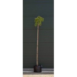 Japanse treurlork Larix kaempferi Stiff Weeper h 200 cm st. omtrek 8 cm st. h 180 cm