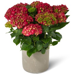 Kamerhortensia rood – met sierpot - 40cm hoog, ø14cm - bloeiende kamerplant - vers van de kwekerij