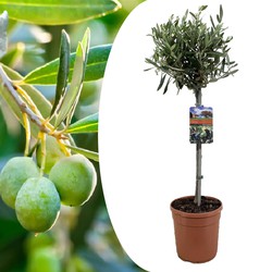 Olea Europaea - Winterharde olijfboom op stam - Pot 19cm - Hoogte 80-90cm