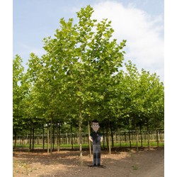 Platanenboom volgroeid Platanus hispanica h 625 cm st. omtrek 22,5 cm