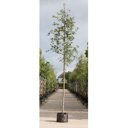 Gewone krentenboom Amelanchier lamarckii h 350 cm st. omtrek 12 cm