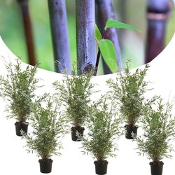 Fargesia Gansu - Set van 6 - Niet woekerende Bamboe - Pot 17cm - Hoogte 50-70cm