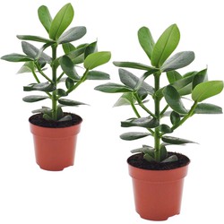 Clusia rosea 'Princess' - Set van 2 - Pot 12cm - Hoogte 25-35cm