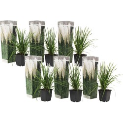 Cortaderia selloana - Set van 6 - Siergras - Wit - Pot 9cm - Hoogte 25-40cm