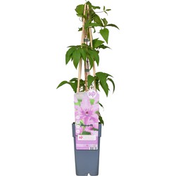 Hello Plants Clematis Hagley Hybrid Bosrank - Klimplant - Ø 15 cm - Hoogte: 65 cm