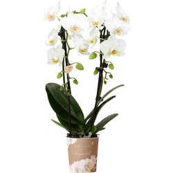 Kolibri Orchids | witte Phalaenopsis orchidee - Niagara Fall - potmaat Ø9cm | bloeiende kamerplant - vers van de kweker