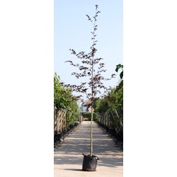 Roodbladige beuk Fagus syl. Atropunicea h 450 cm st. omtrek 16 cm